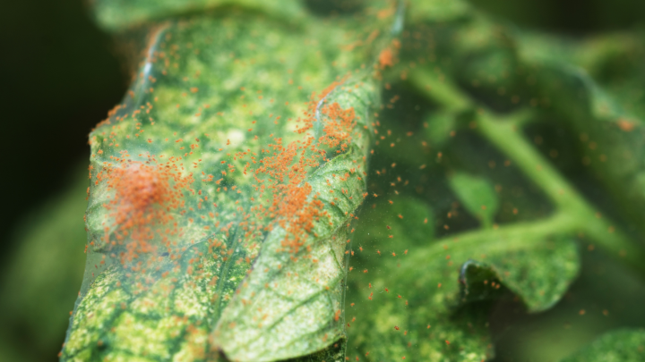 Can Spider Mites Live Without Plants? All The Answers Here!