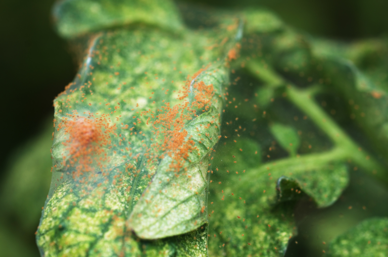Spider Mites on leaf