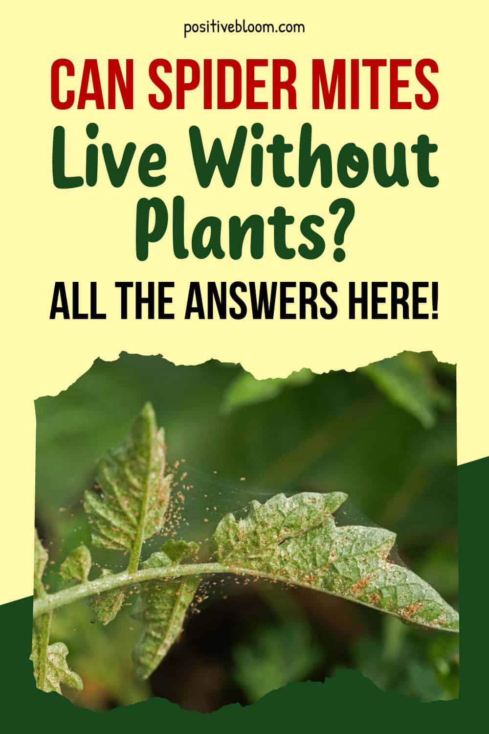 Can Spider Mites Live Without Plants All The Answers Here! Pinterest