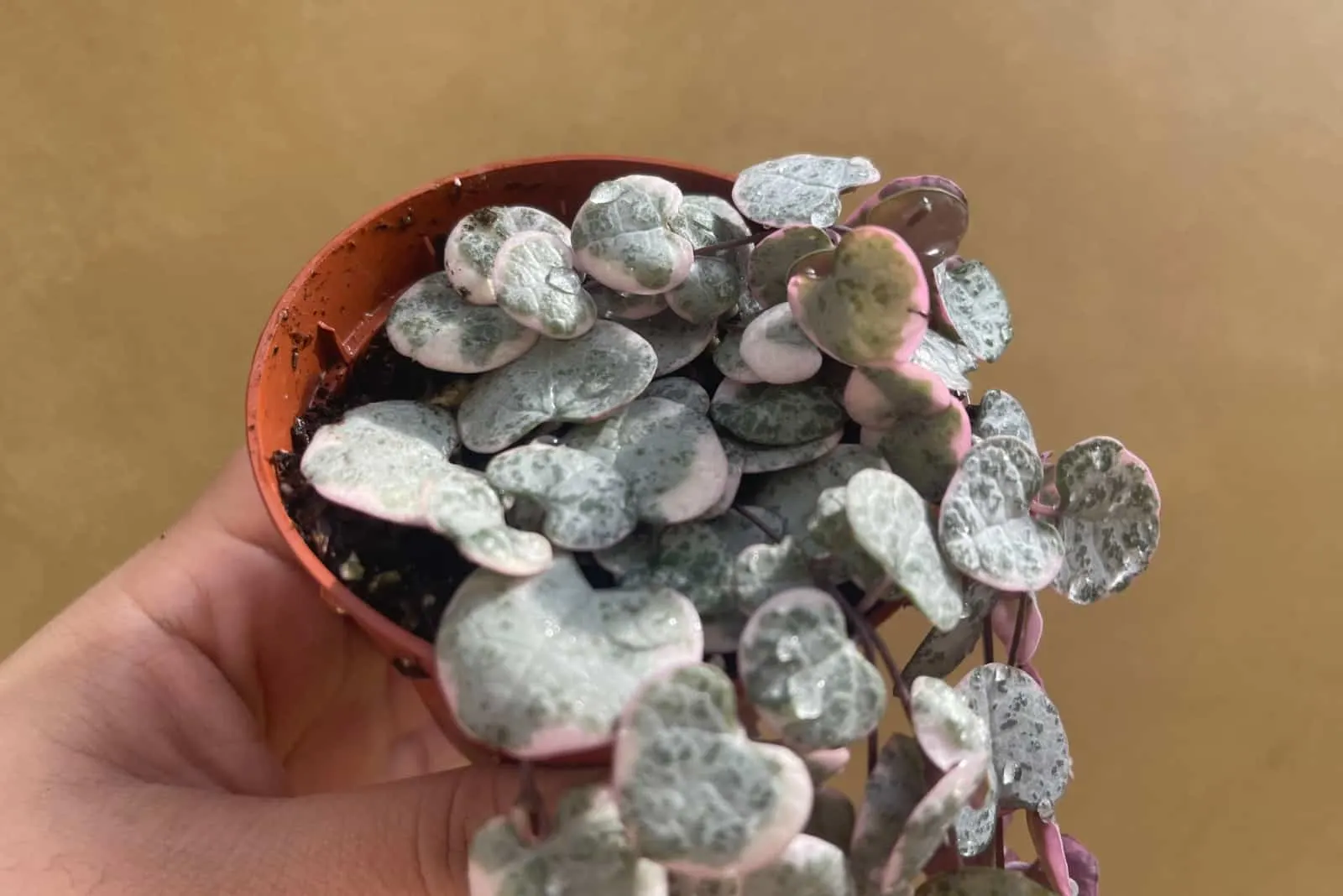Ceropegia woodii in hand in pot