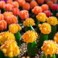 colorful cactus plants