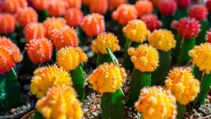 Check Out 153 Witty And Funny Cactus Names!