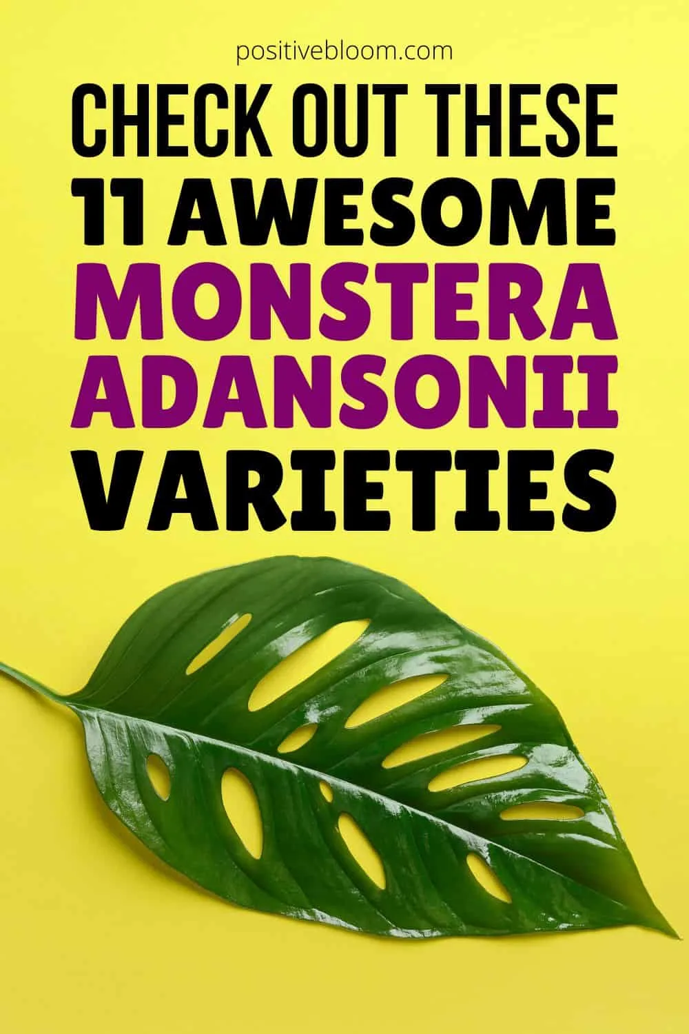 Check Out These 11 Awesome Monstera Adansonii Varieties Pinterest