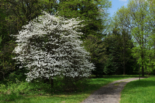 Cherokee Princess Dogwood: Everything You Need To Know