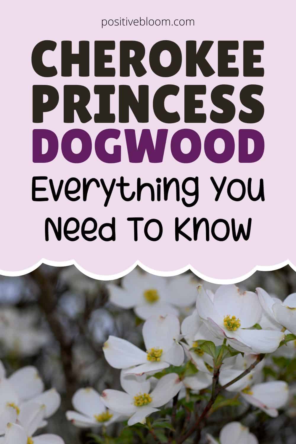 Cherokee Princess Dogwood Everything You Need To Know Pinterest