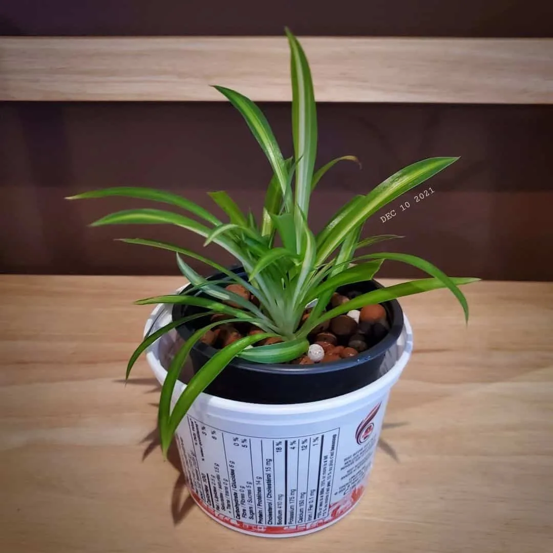 Chlorophytum Viridescens 'Hawaiian' in a pot