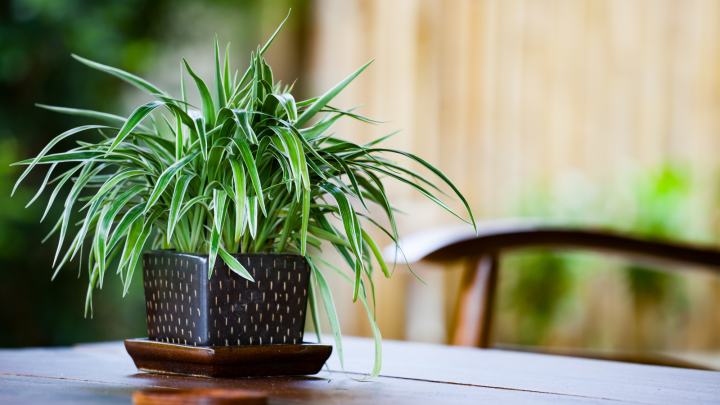 Different Types Of Spider Plants & How To Grow Them