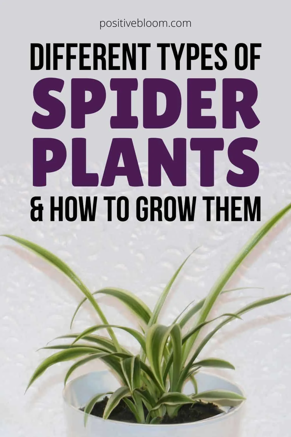Different Types Of Spider Plants & How To Grow Them Pinterest