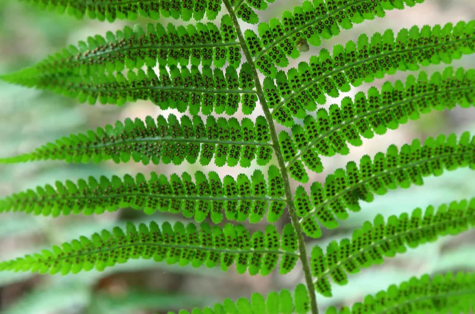 Dryopteris Filix-Mas