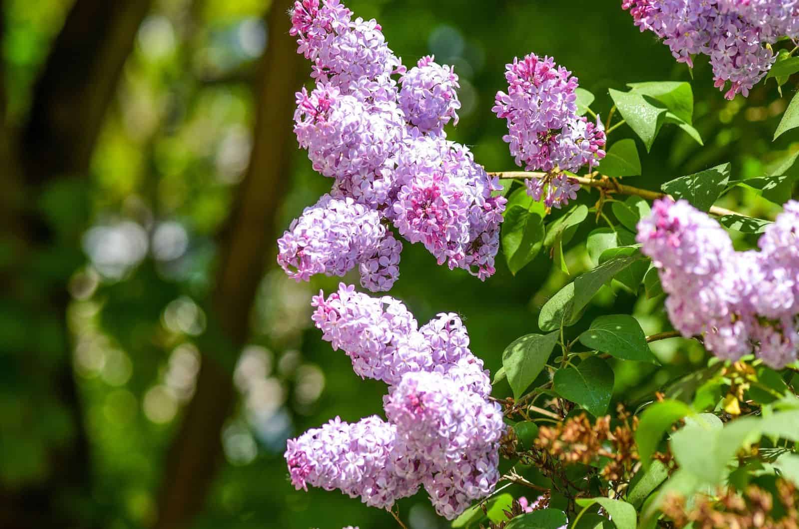 Flower lilac bush
