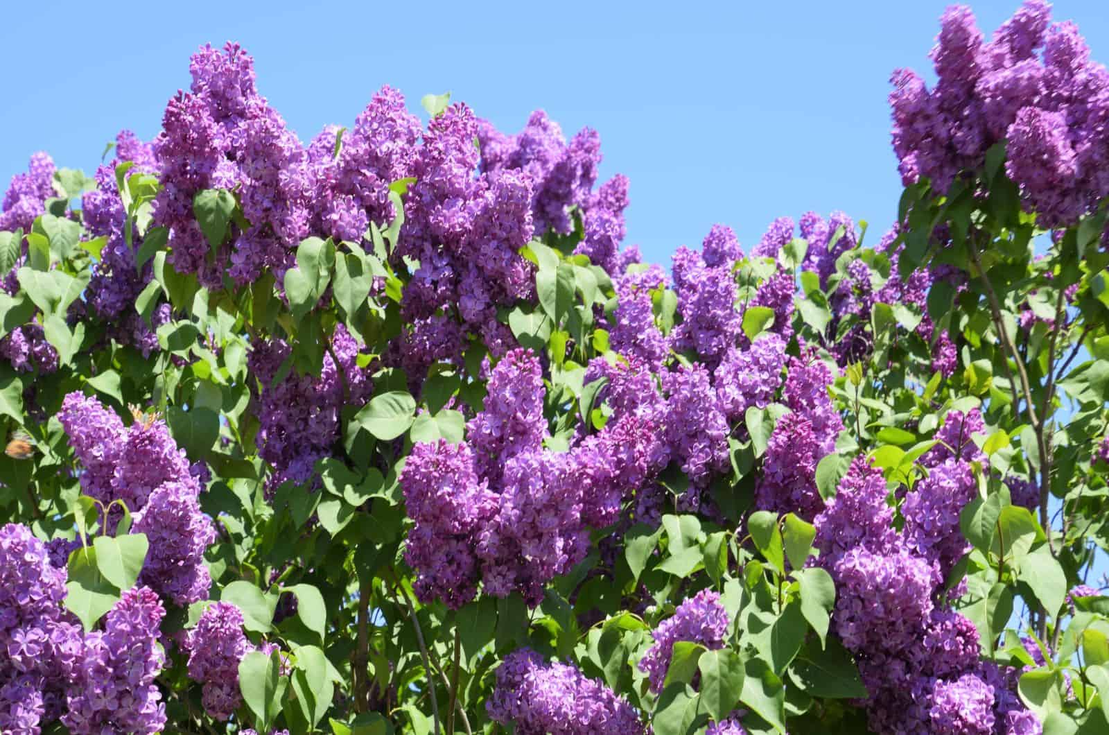 Flowers blooming lilac