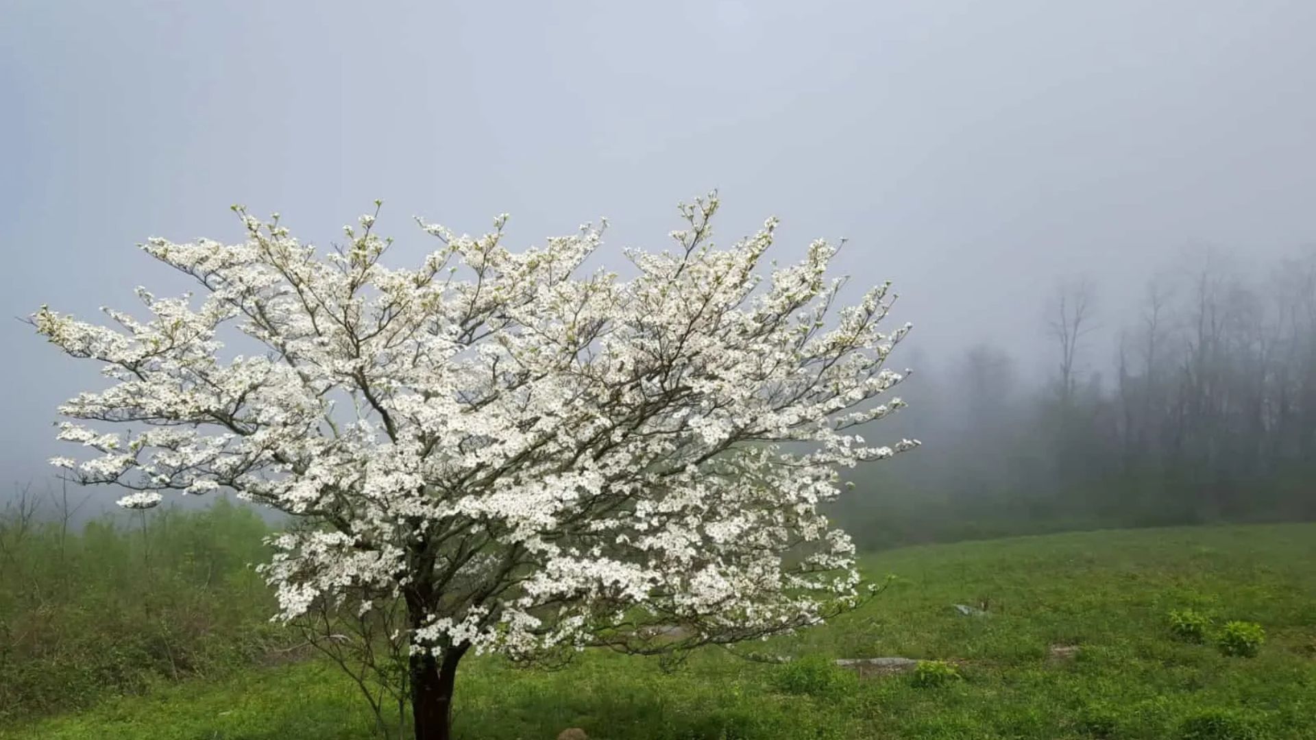 Cherokee Princess Dogwood