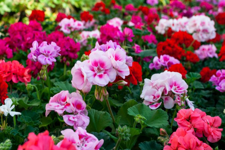 10 Liriope Companion Plants A Complete List And Care Guides