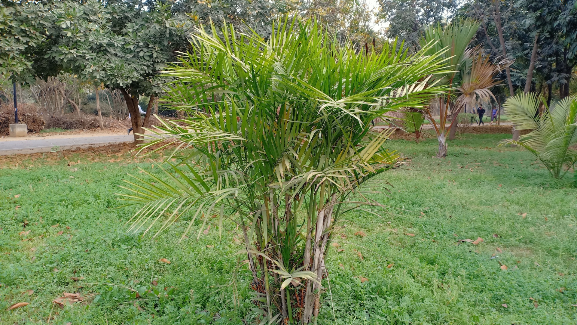 Cat Palm