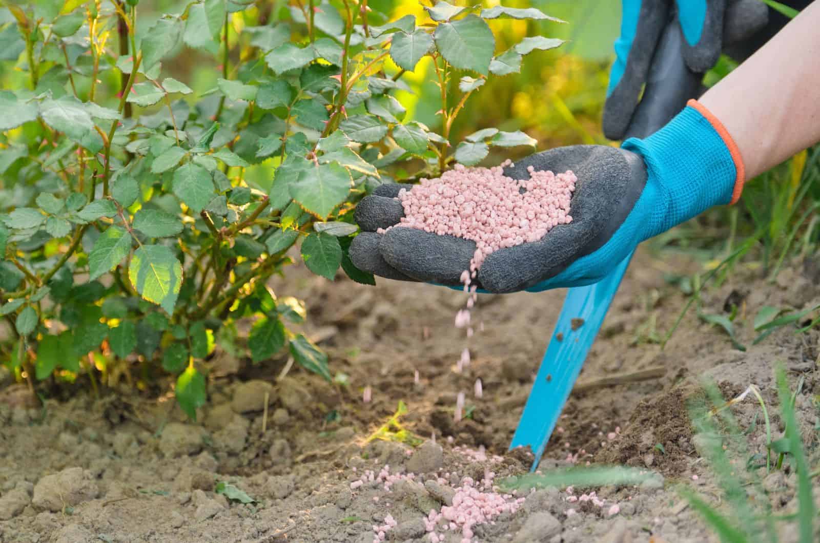 Granules fertilizer in hands of woman gardener