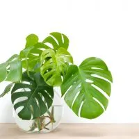 monstera plant in water