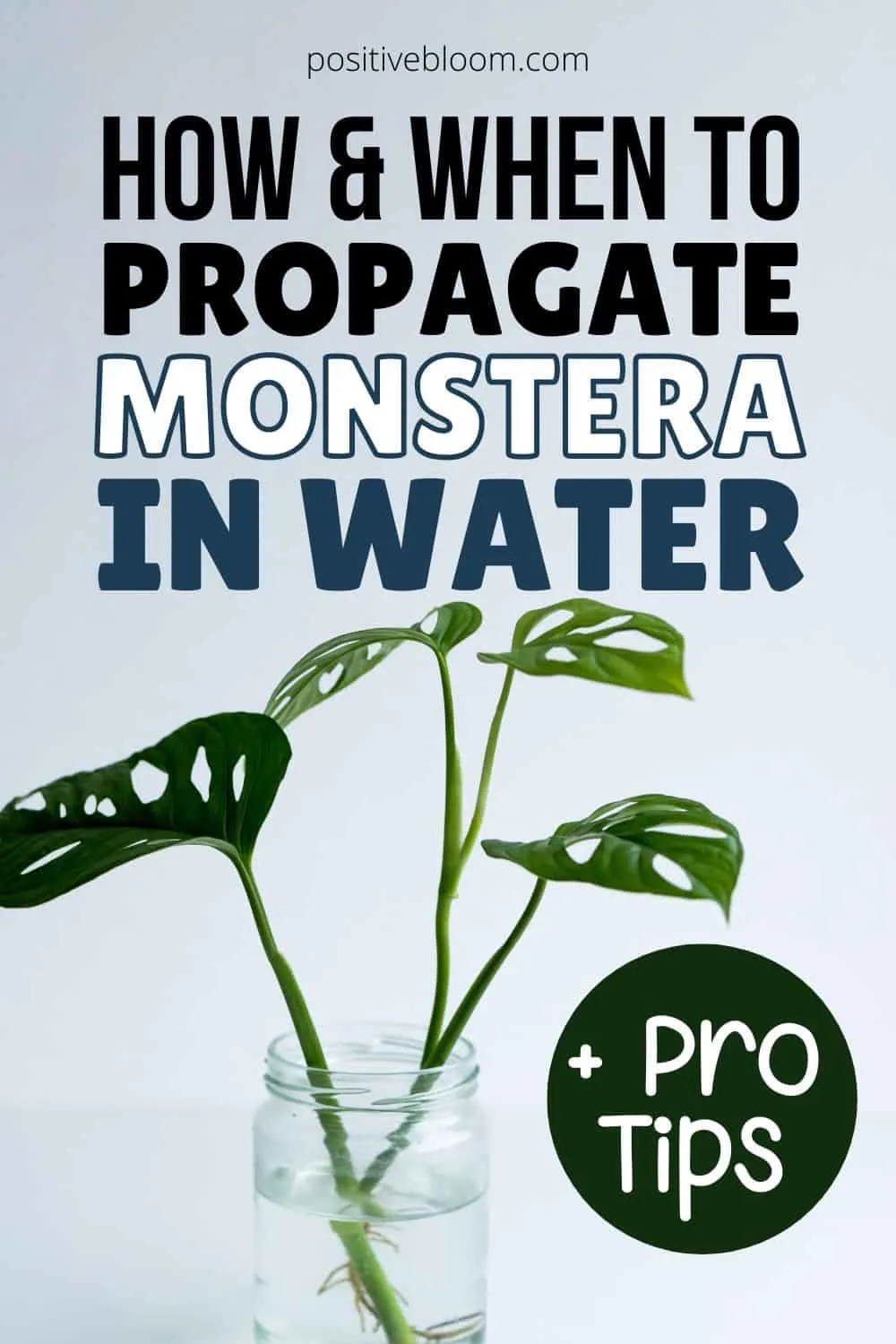 How And When To Propagate Monstera In Water Pro Tips Pinterest