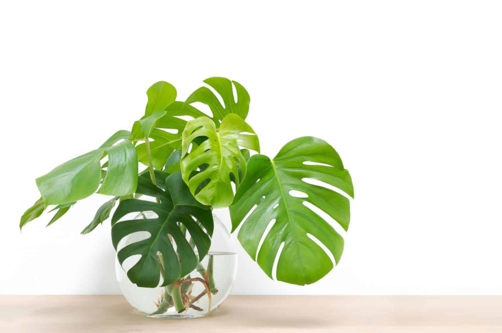 How And When To Propagate Monstera In Water: Pro Tips