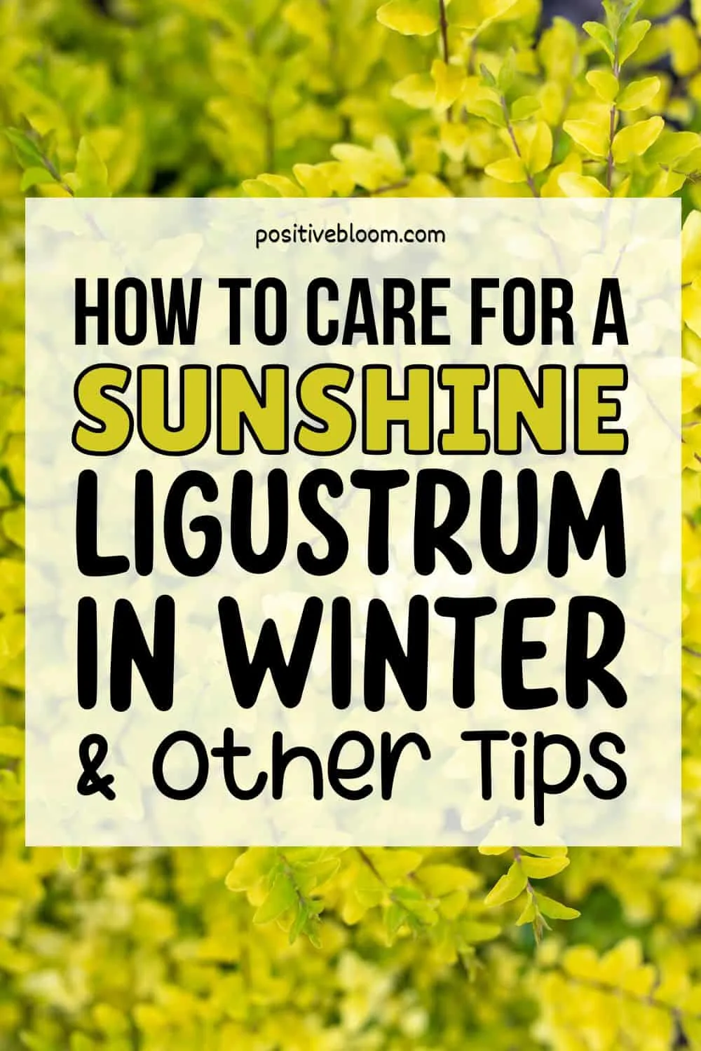 How To Care For A Sunshine Ligustrum In Winter And Other Tips Pinterest