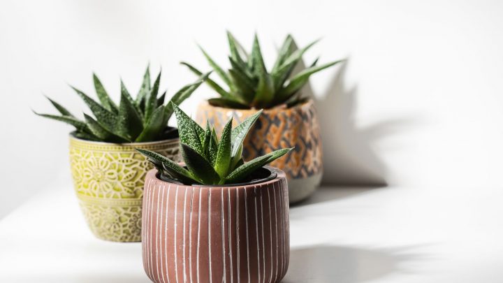 How To Choose The Best Pot For Cactus Plants: All You Need To Know