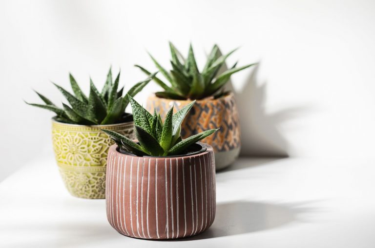 Cactuses in pots