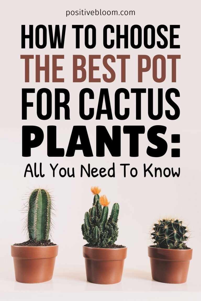 How To Choose The Best Pot For Cactus Plants: All You Need To Know