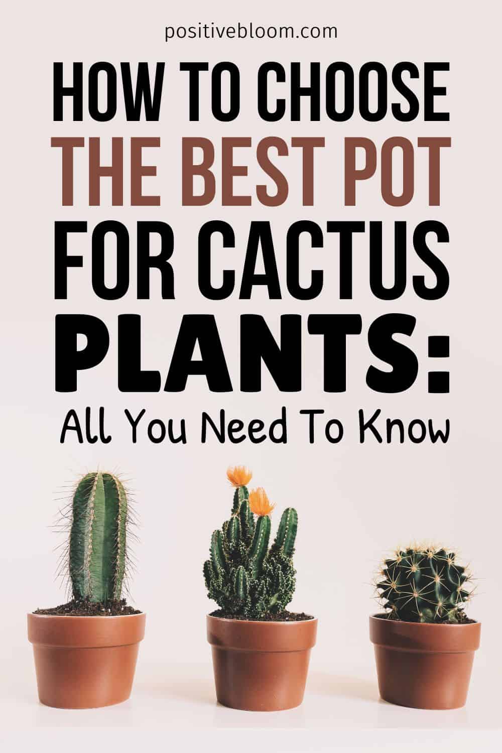 How To Choose The Best Pot For Cactus Plants All You Need To Know Pinterest