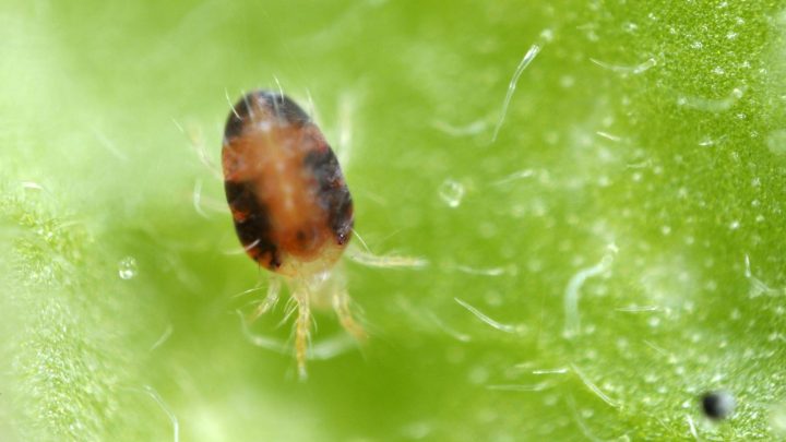 How To Get Rid Of Cat Palm Spider Mites: 5 Useful Methods