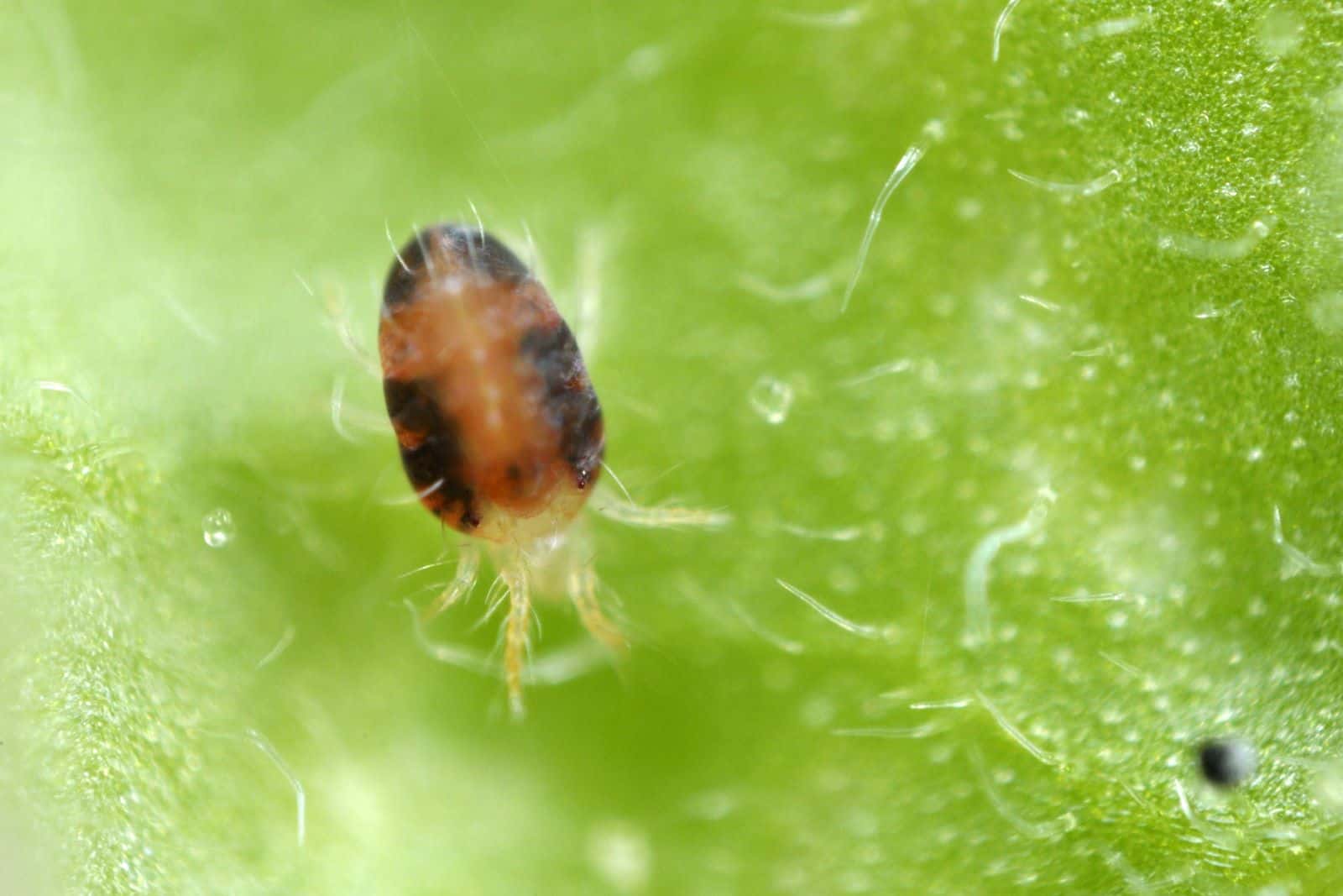How To Get Rid Of Cat Palm Spider Mites: 5 Useful Methods