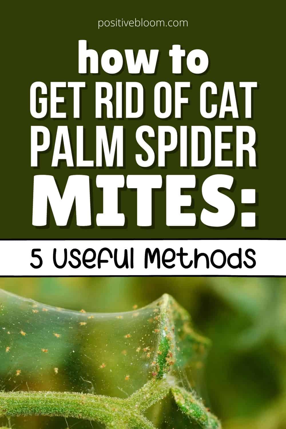 How To Get Rid Of Cat Palm Spider Mites 5 Useful Methods Pinterest