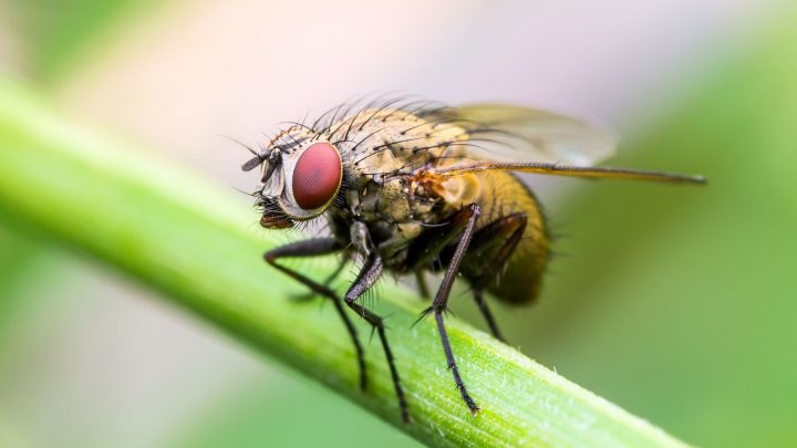 How To Get Rid Of Plant Flies: 8 Effective Methods
