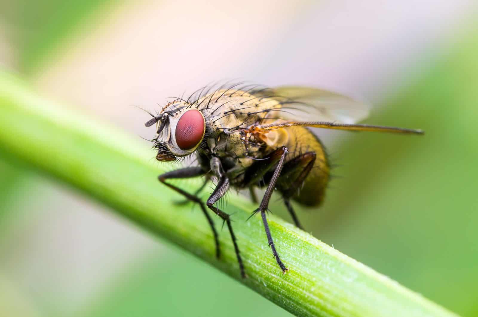 How To Get Rid Of Plant Flies: 8 Effective Methods