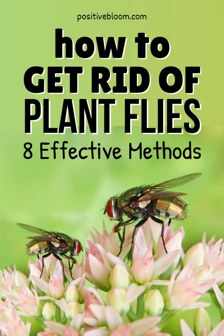 13-ways-to-get-rid-of-flies-gingeraled