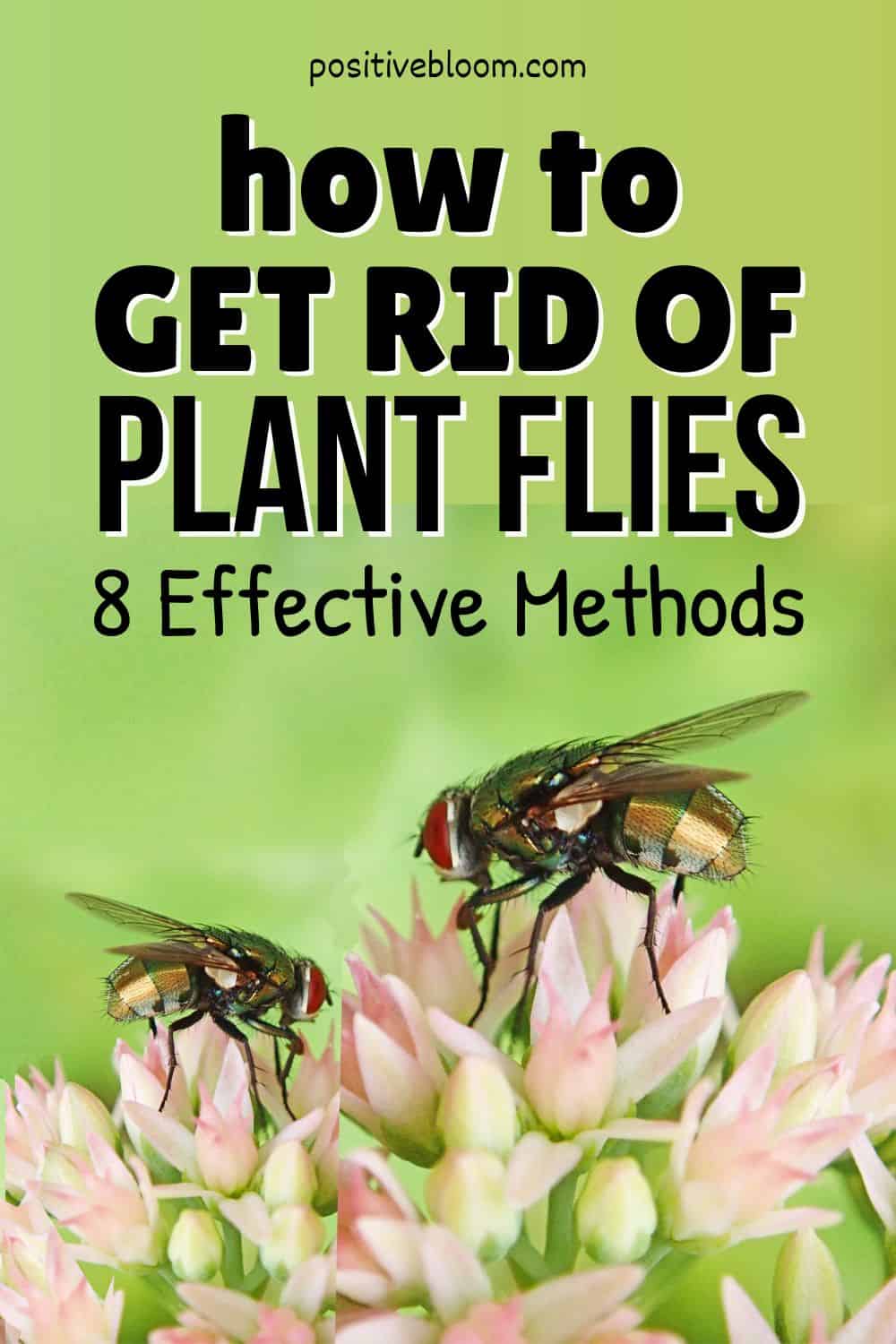 _ How To Get Rid Of Plant Flies 8 Effective Methods Pinterest