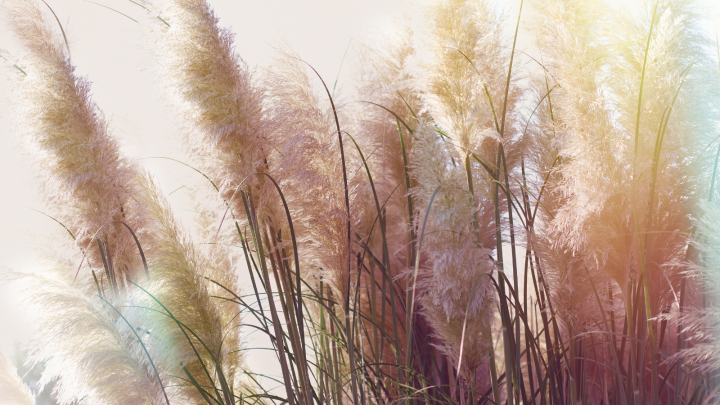 How To Grow And Care For Fall Blooming Reed Grass