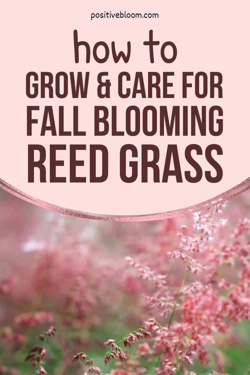 How To Grow And Care For Fall Blooming Reed Grass Pinterest