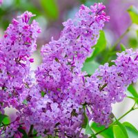 beautiful lilacs