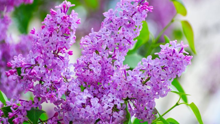 How To Grow Common Lilacs In Colorado: All You Need To Know