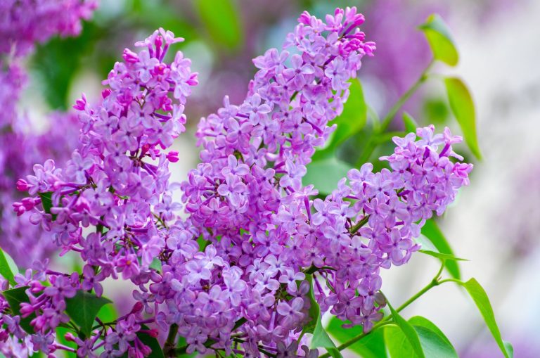 beautiful lilacs