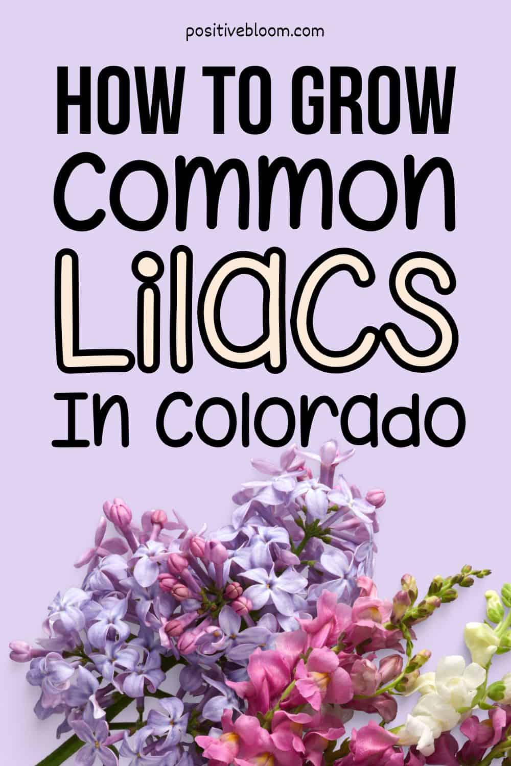 How To Grow Common Lilacs In Colorado All You Need To Know Pinterest