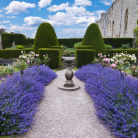 Lavender Hedge