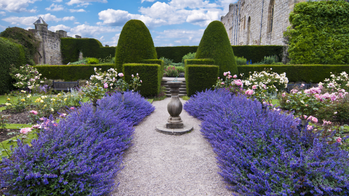 How To Make A Lavender Hedge: Helpful Tips And Benefits