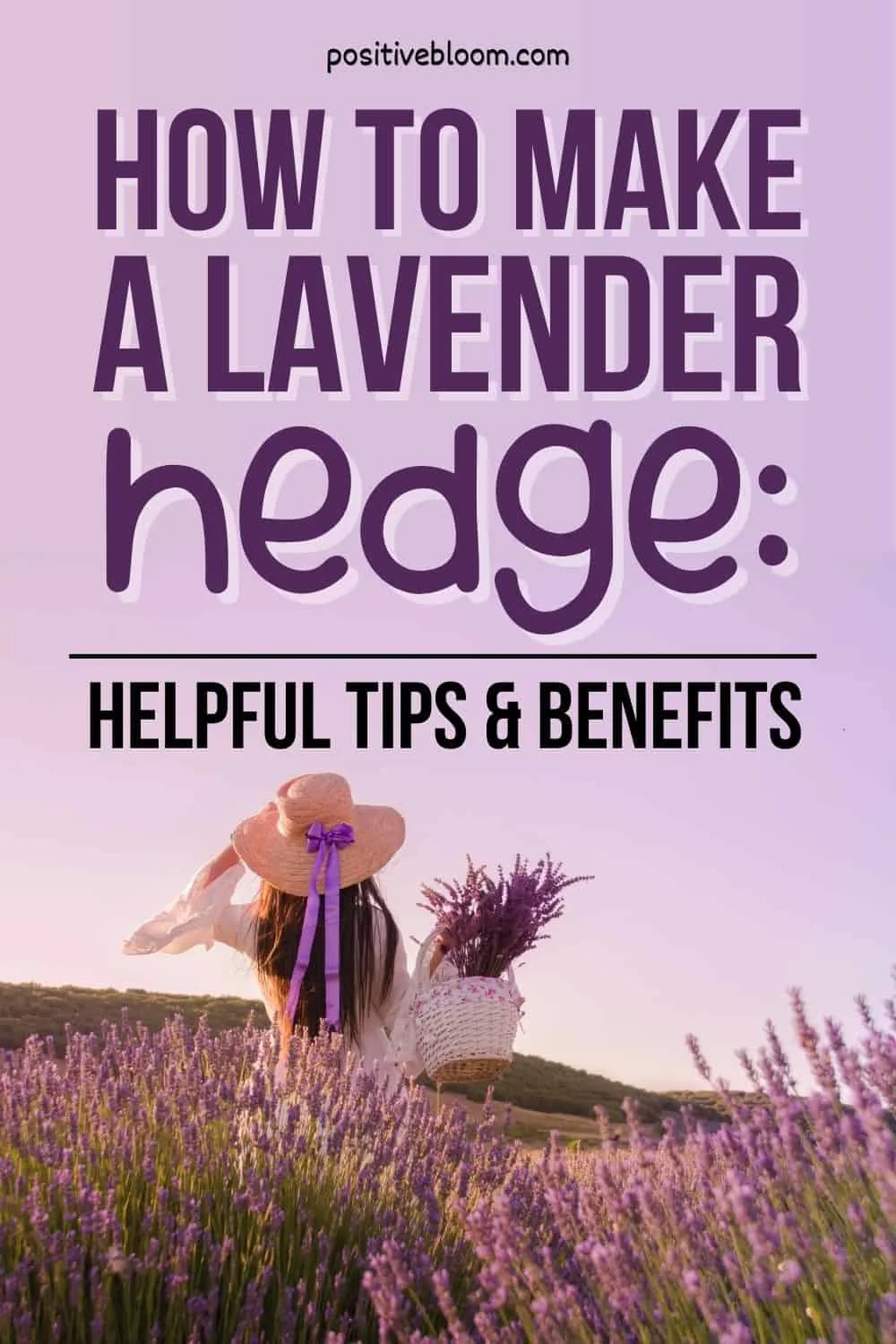 How To Make A Lavender Hedge Helpful Tips And Benefits Pinterest