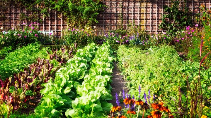 Growing Vegetables In Arizona: Is It Even Possible?