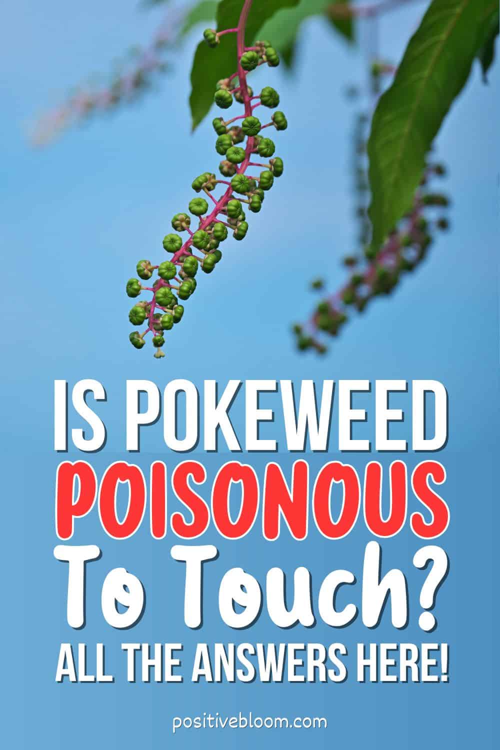 Is Pokeweed Poisonous To Touch All The Answers Here! Pinterest