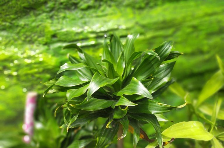 Janet Craig Compacta plant