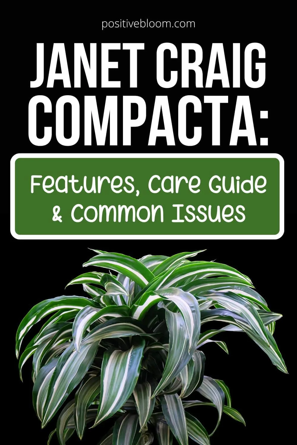 Janet Craig Compacta Features, Care Guide & Common Issues Pinterest
