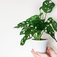 hands holding monstera friedrichsthalii