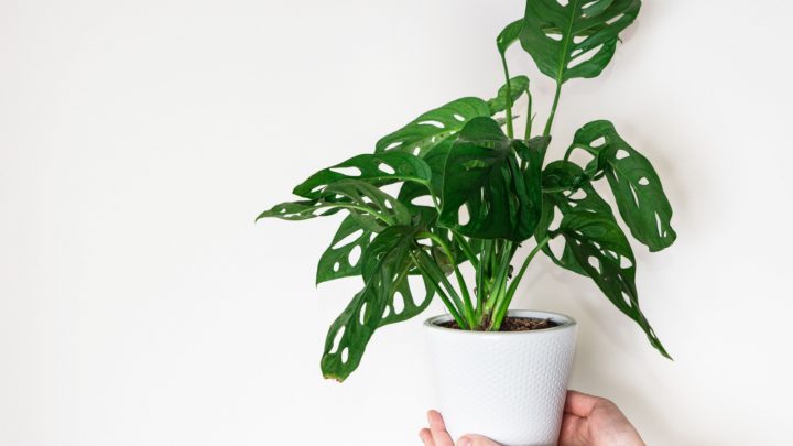 Monstera Friedrichsthalii (Adansonii): All The Info You Need