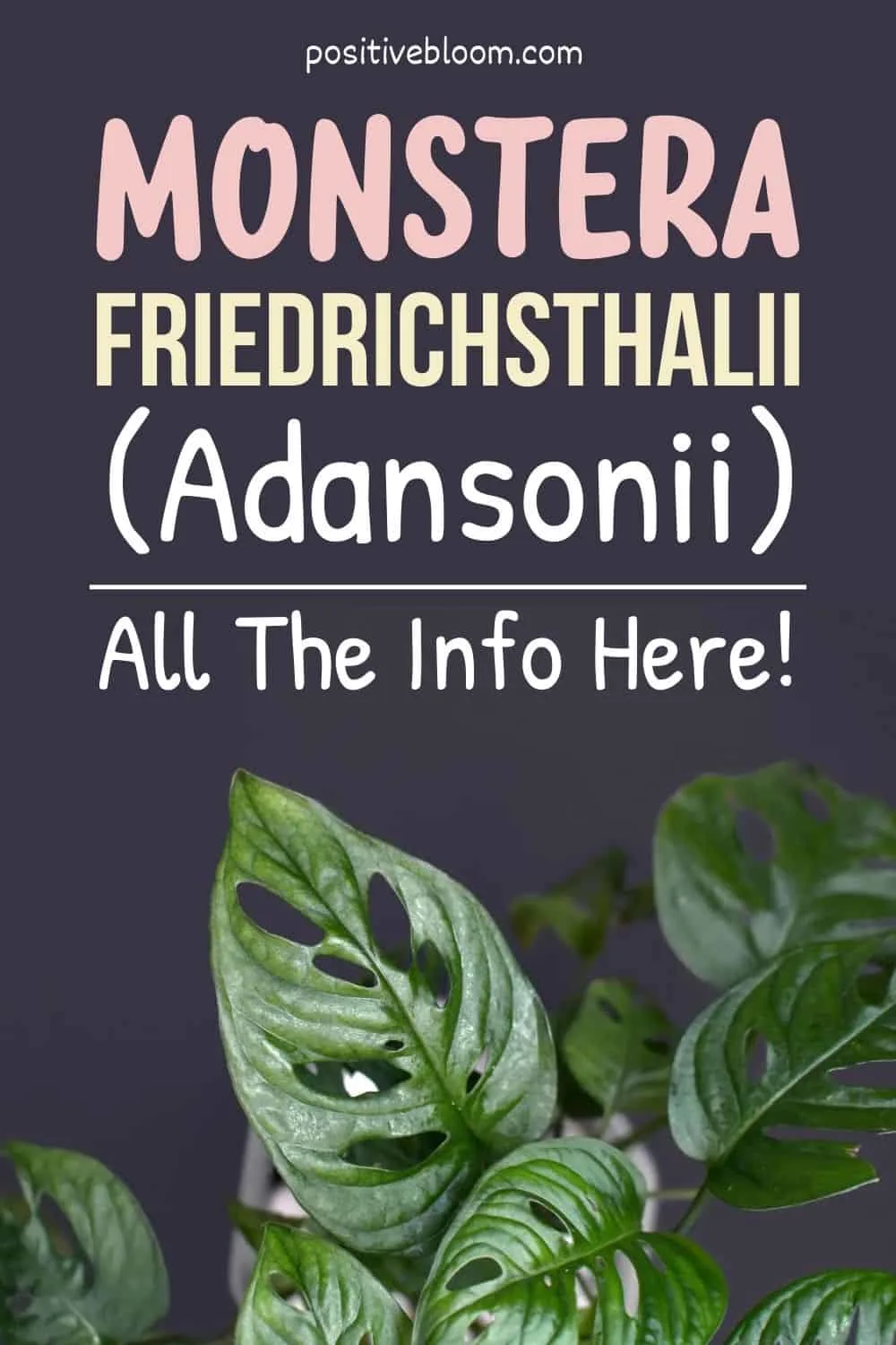 Monstera Friedrichsthalii (Adansonii) All The Info You Need Pinterest